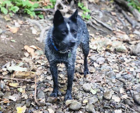 Lost Dog in Santa Maria