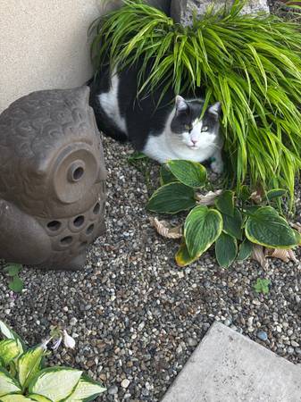 Lost Cat in Santa Maria