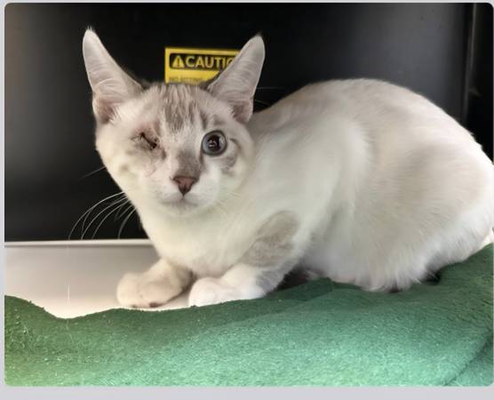 Lost cat