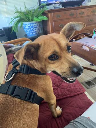 Found dog