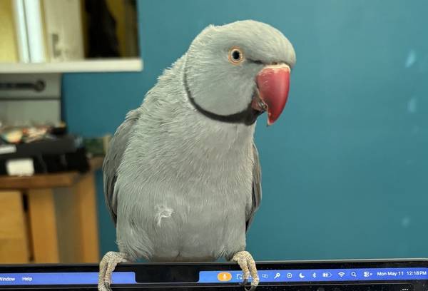 Lost Bird in Kirkland