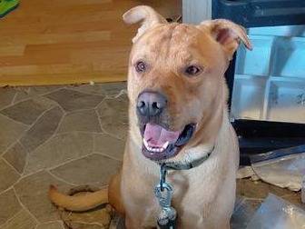 Lost Dog in Bremerton