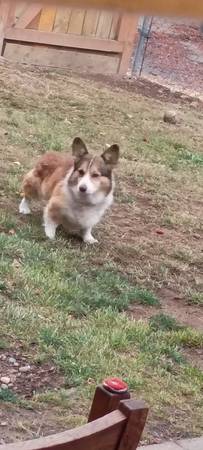 Found Dog in Tracyton