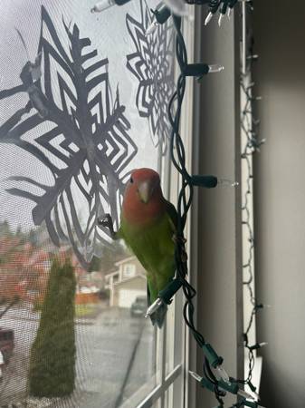 Lost Bird in Everett