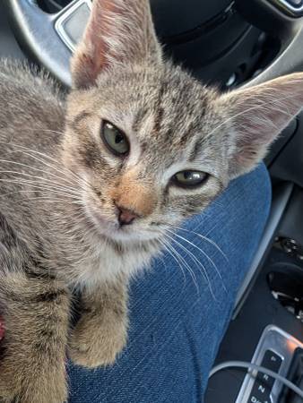 Found Cat in Centralia