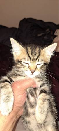 Lost cat