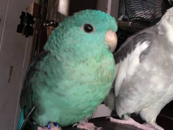 Lost bird