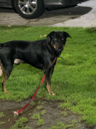 Found Dog in Federal Way
