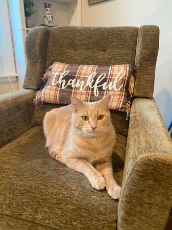 Lost Cat in Port Orchard