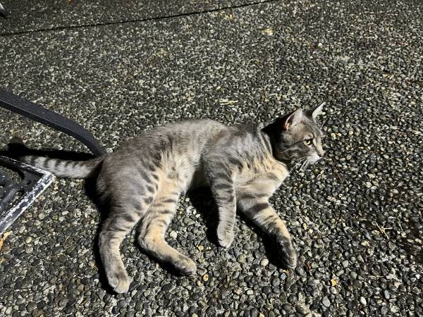 Found cat