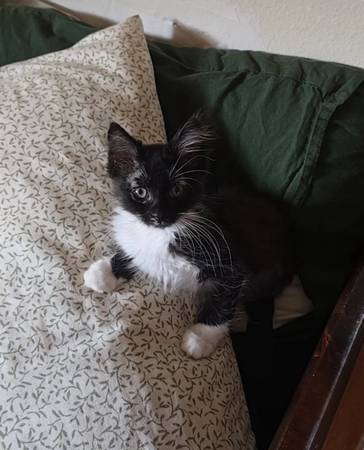 Lost Cat in South Tacoma