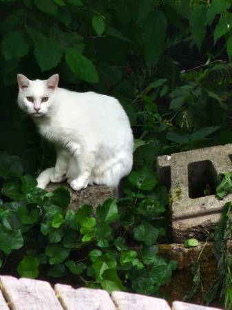 Lost cat