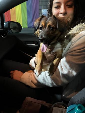 Found dog