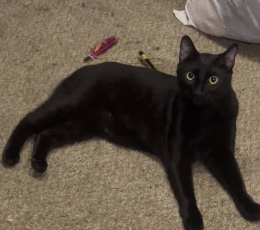 Lost Cat in Harstine Island