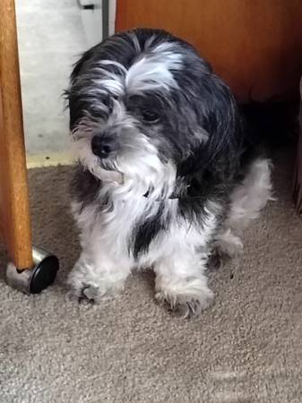 Found Dog in Puyallup