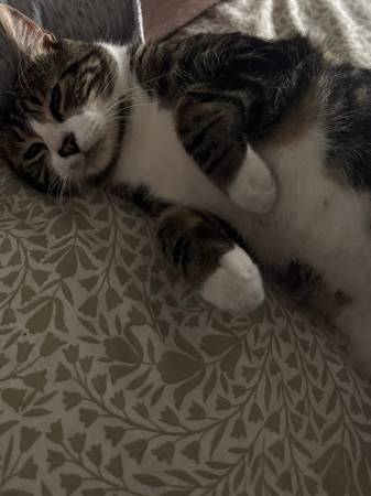 Lost cat