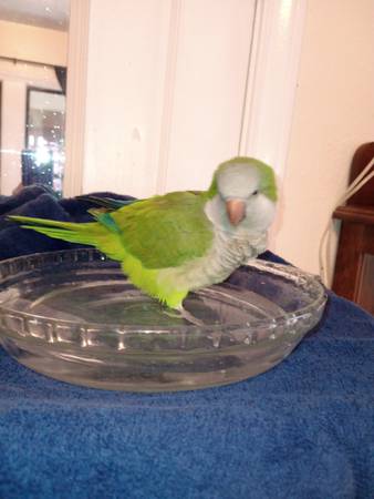 Found bird