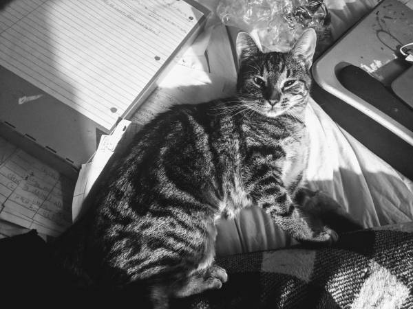 Lost cat