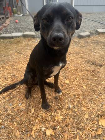 Found Dog in Spanaway