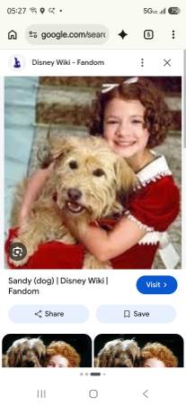 Found dog