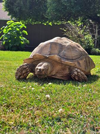 Lost tortoise
