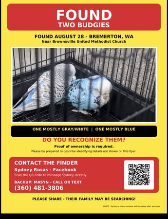 Found budgie
