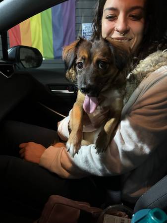 Found dog