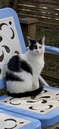 Lost cat