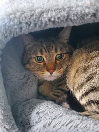 Found cat