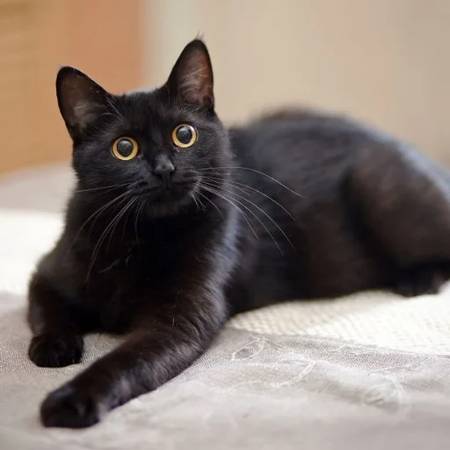 Lost Cat in Orting
