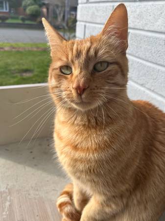Lost cat