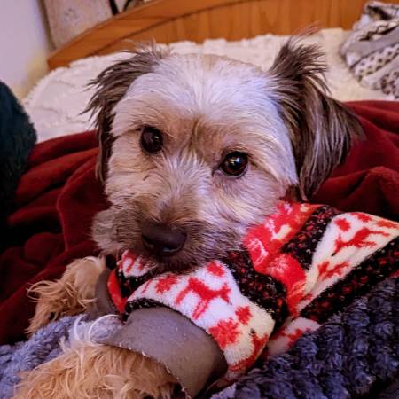 Lost Dog in Kent