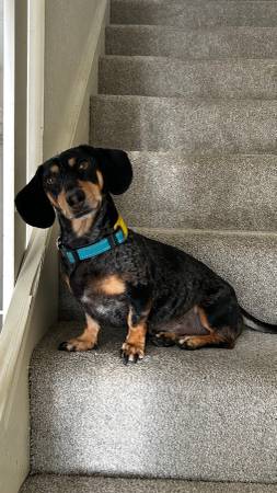 Lost dog