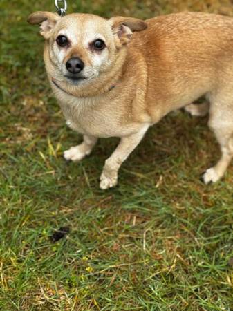 Lost dog