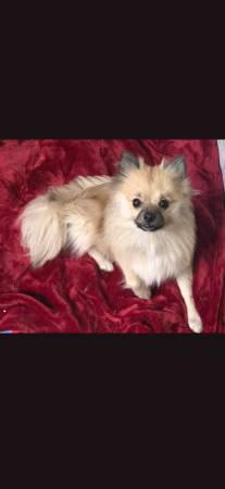 Lost Dog in Pe Ell