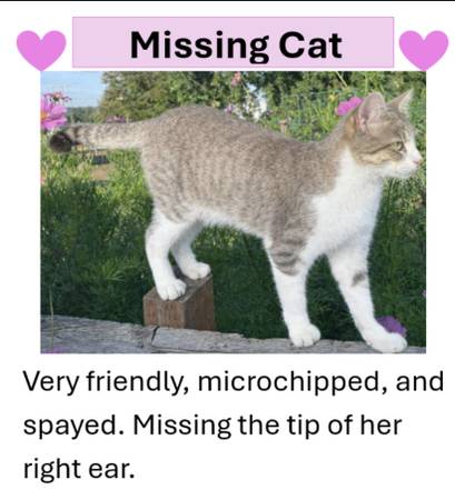 Lost cat