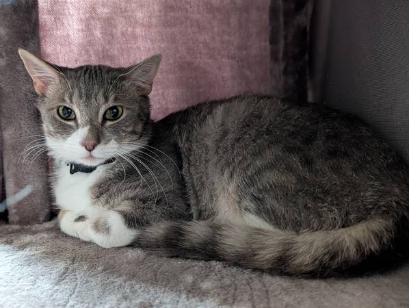 Lost cat