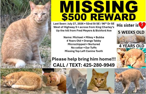 Lost Cat in Snohomish