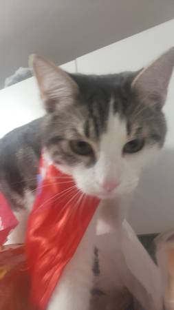 Lost cat