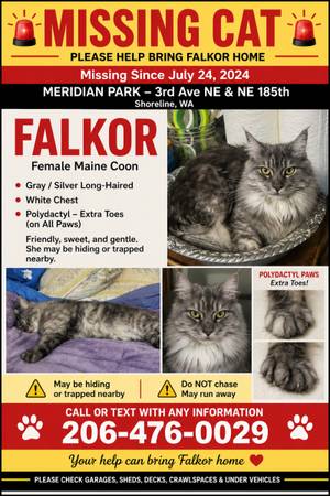 Lost Cat in Shoreline
