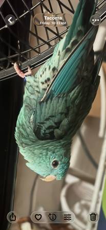 Lost Bird in Tacoma