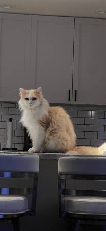 Lost cat