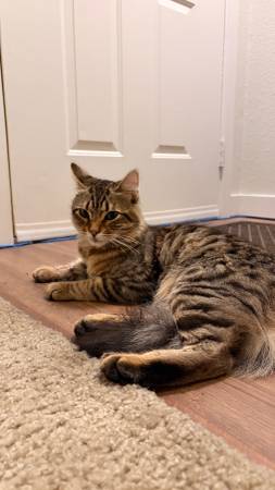 Lost Cat in Kenmore