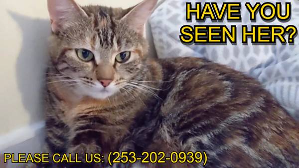 Lost Cat in Bellevue
