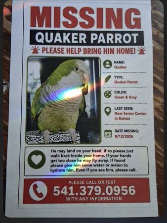 Lost Bird in Rainier
