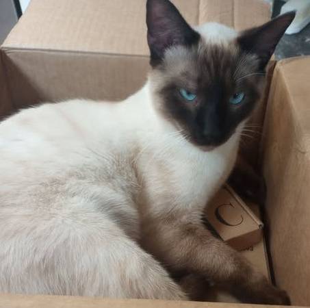 Lost cat