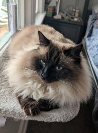 Lost cat