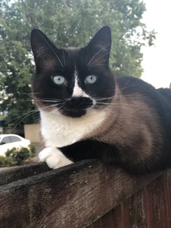 Lost cat