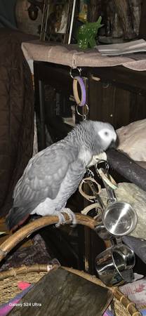 Lost Bird in Kapowsin