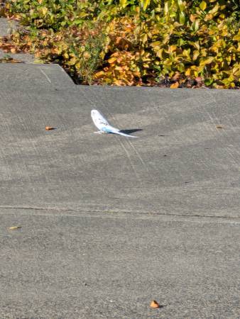 Found bird